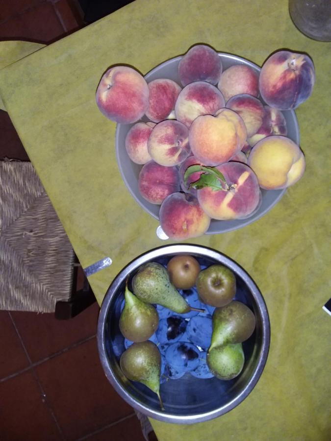 Podere Il Sorriso Degli Angeli 皮斯托亚 外观 照片